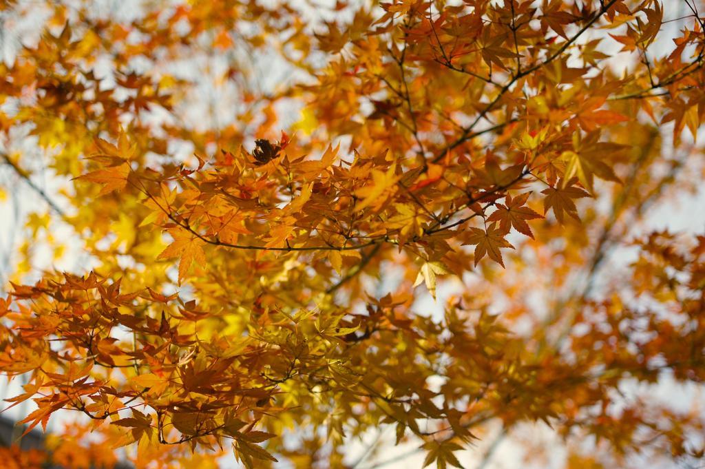 Jeugiya Villa Kyoto Buitenkant foto